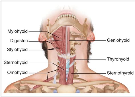 Geniohyoid: Origin, Insertion, Action & Nerve Supply » How To Relief