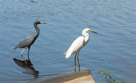 Little blue heron and snowy egret Photograph by Zina Stromberg