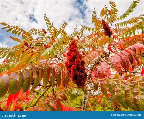 Large Red Sumac Plant in Fall. Stock Photo - Image of seed, nature ...