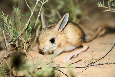 Jerboa vs Kangaroo Rat: What are their Differences? - Wiki Point