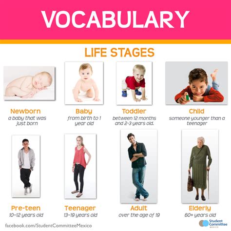 Vocabulary: Stages of life. | Life stages, Vocabulary, Study english ...