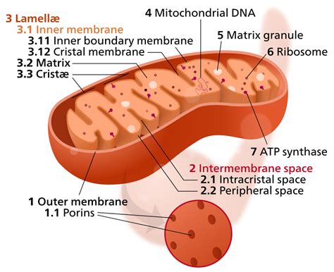 Строение митохондрии | Mal-BioIT