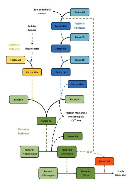 Intrinsic Pathway Coagulation Cascade