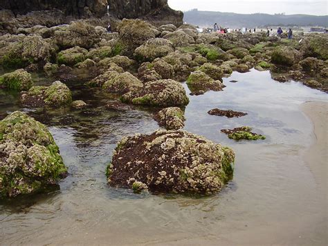 tide pools along Haystack Rock | Flickr - Photo Sharing!