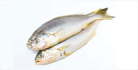 Fresh Yellow Croaker fish, for Human Consumption, Making Medicine ...