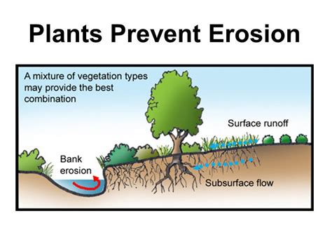 Como é que as plantas ajudam a prevenir o controlo da erosão ...