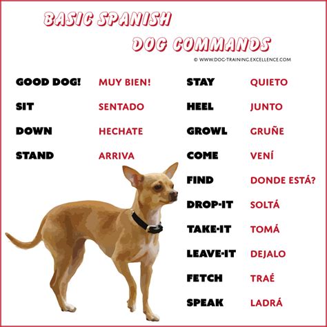 Dog Training Commands Guide: Basic to Advanced