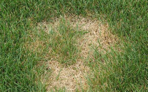 Lawn Disease Quick Reference – Wisconsin Horticulture