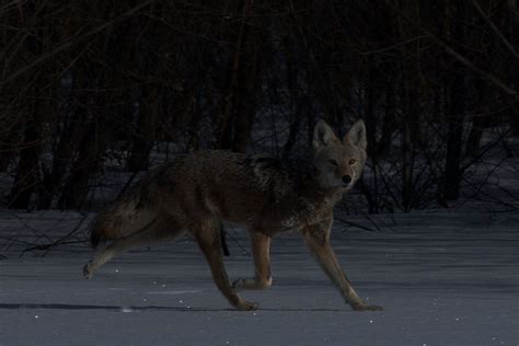 Los animales se están volviendo cada vez más nocturnos para evitar a ...