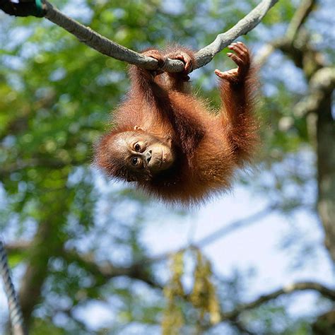 Singapore Zoo - World's Best Rainforest Zoo | Mandai Wildlife Reserve