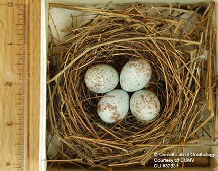 Scarlet Tanager, Life History, All About Birds - Cornell Lab of Ornithology