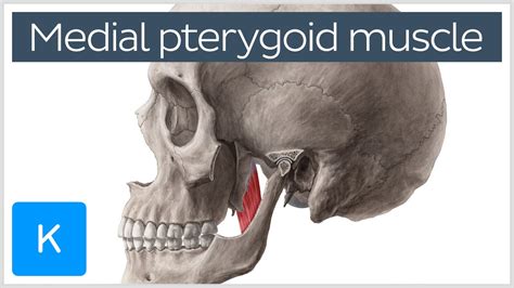 medial pterygoid muscle action - romuloteotonio