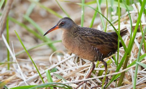 Species Profile: Virginia Rail – BCWF Bog Blog