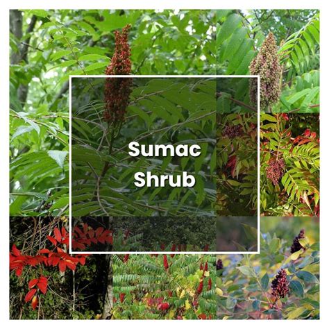 How to Grow Sumac Shrub - Plant Care & Tips | NorwichGardener