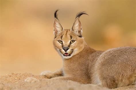 Trophy Hunting the Caracal in South Africa - ASH Adventures