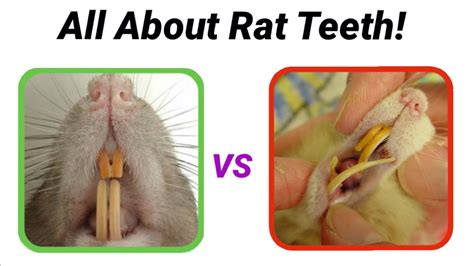 Let's Talk Rat Teeth - What's Normal & How to Care for Them - YouTube