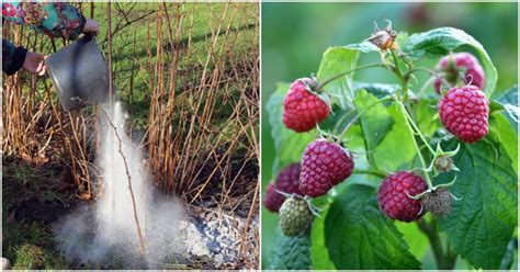 7 Secrets For Your Best Ever Raspberry Harvest