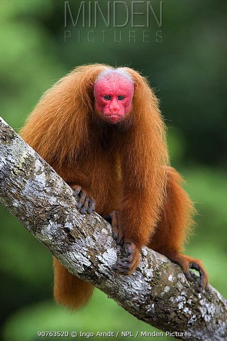 BALD UAKARI MONKEY stock photo - Minden Pictures