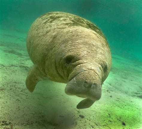 Manatee Animal Facts | AZ Animals