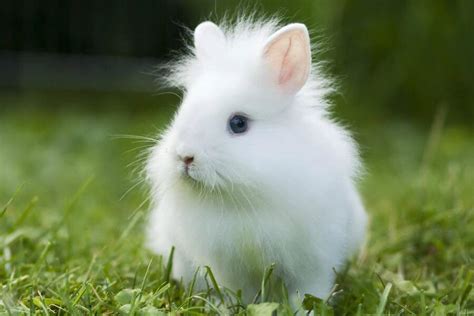 Lionhead Rabbit: A Complete Guide and their Health Concerns