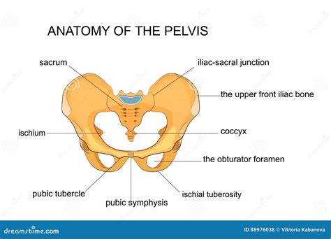 Anatomy Pelvis And Thorax, Medical Illustration On White Background ...