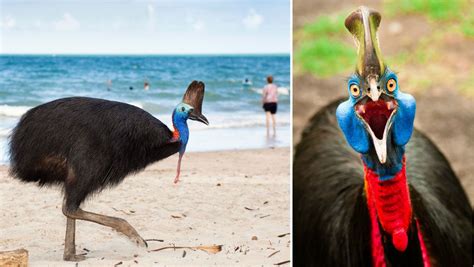 Why the cassowary is the world's most dangerous bird | Cassowary ...