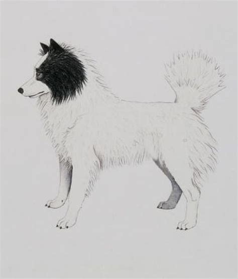 Tahltan Bear Dog | Extinct Dog Breeds | The Tahltan Bear Dogs were ...