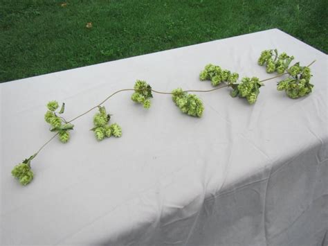 Natural Hops Vine - 3 Ft Long, Dried Hops ,Garland, Wedding Table Hops ...