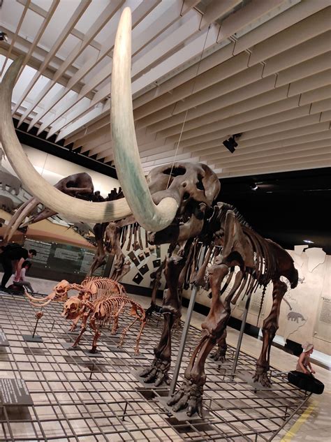 Senckenberg Museum Frankfurt: Naturkunde und mehr – SÜDWESTLIEBE