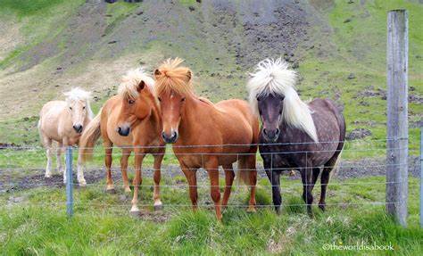 Doing A Horseback Riding Tour in Iceland - The World Is A Book