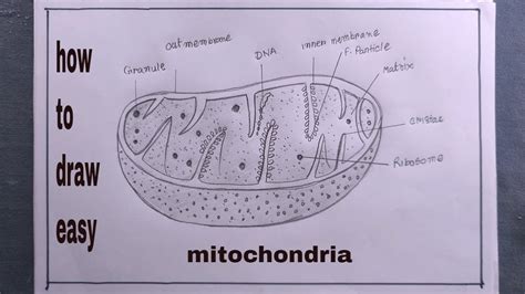 Labelled Diagram Of Mitochondria