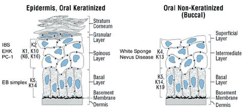 Stratified Squamous Keratinized Epithelium Labeled