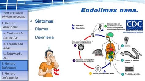 CICLO DE VIDA DE ENDOLIMAX NANA PDF