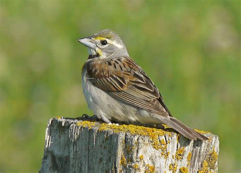 Dickcissel | Nature Manitoba