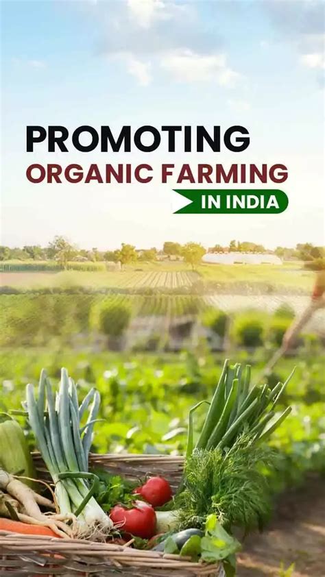 Essential Tips to Learn Organic Farming in India