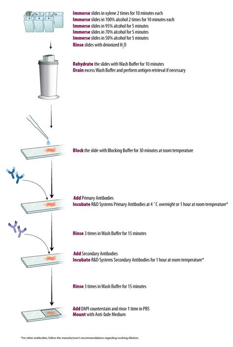 Graphic Protocol for the Preparation and FLuorescent IHC Staining of ...