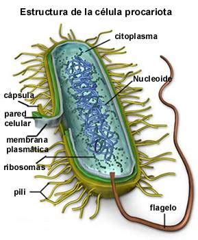 Partes de la célula procariota | La guía de Biología