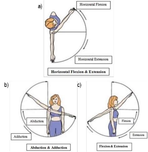 Shoulder Horizontal Abduction Muscles