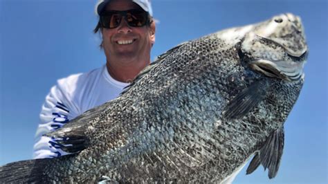 How To Catch Inshore Tripletail (Under Sailboats!)