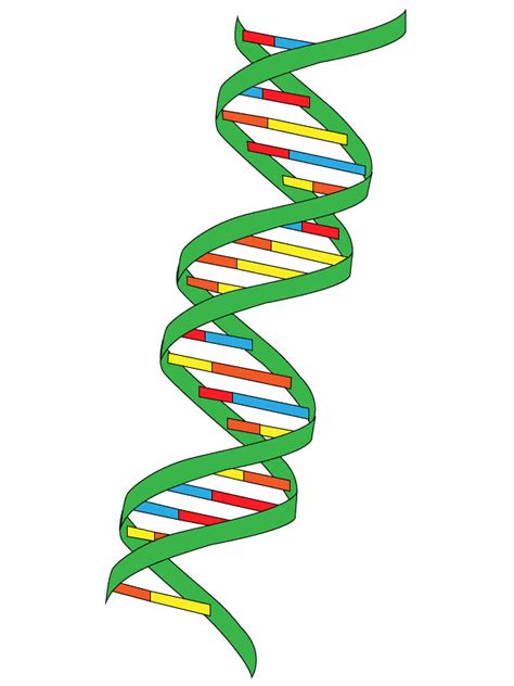 vector DNA color | Deoxyribonucleic acid in vector form. Con… | Flickr