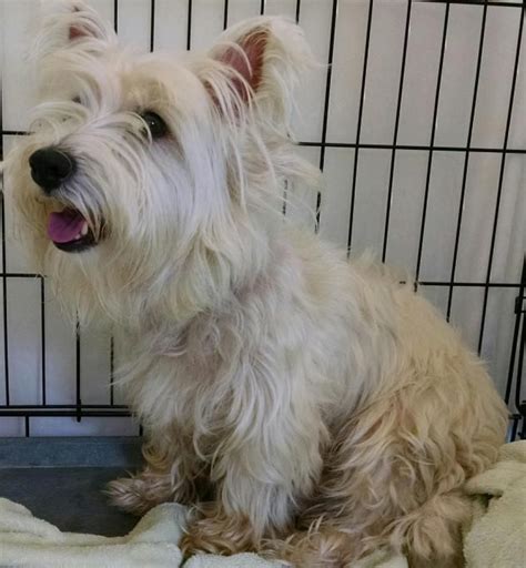 Adopt Westie on Petfinder | Westies, Terrier mix dogs, Westie terrier