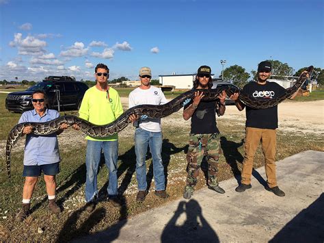 S Florida python hunter reels in 17-foot, 130-pound snake | HeraldNet.com