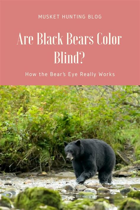 Are Black Bears Color Blind? How the Bear’s Eye Really Works | Black ...