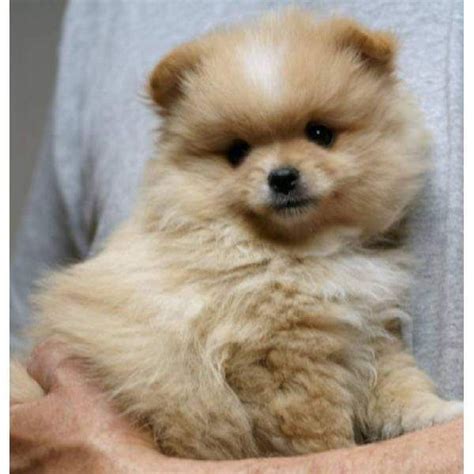 Pomeranian Hair Cuts....Fluffy Doll... Pomeranian Puppy For Sale ...