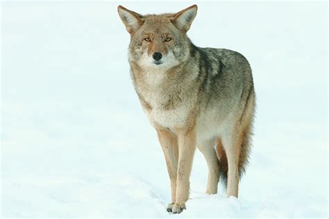 Coyote Animal