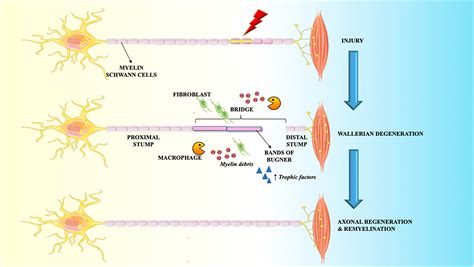 Physio Meets Science on Twitter: "The role of exercise on peripheral ...