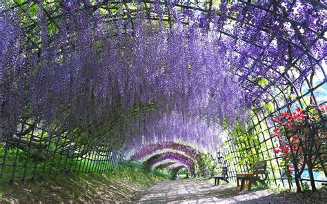 Japan's Wisteria Tunnels Are Even More Magical Than Its Cherry Blossoms ...