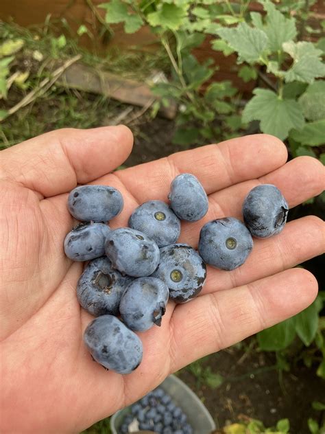 Sweet northern highbush blueberry varieties - need recommendations ...