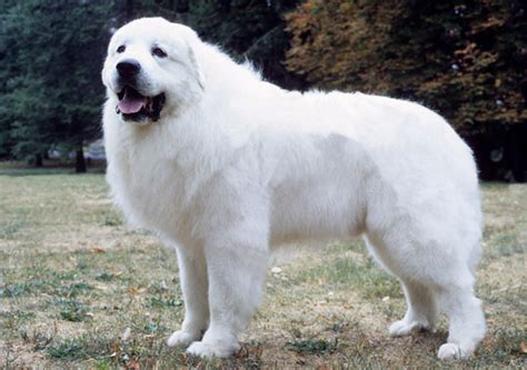 Great Pyrenees Breed Information