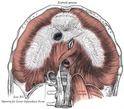 Sternocostal triangle - Wikipedia